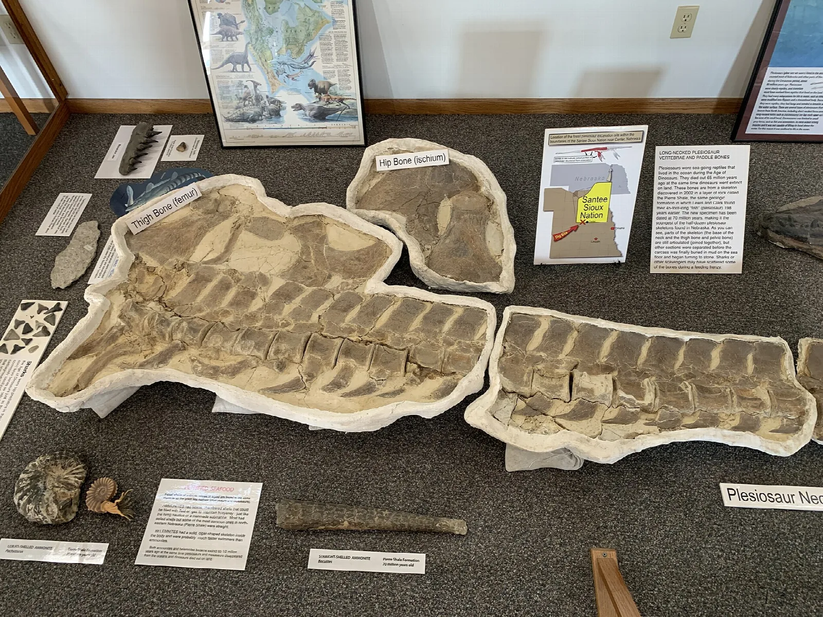 Fossil plesiosaur bones in plaster jackets on a museum display with labels