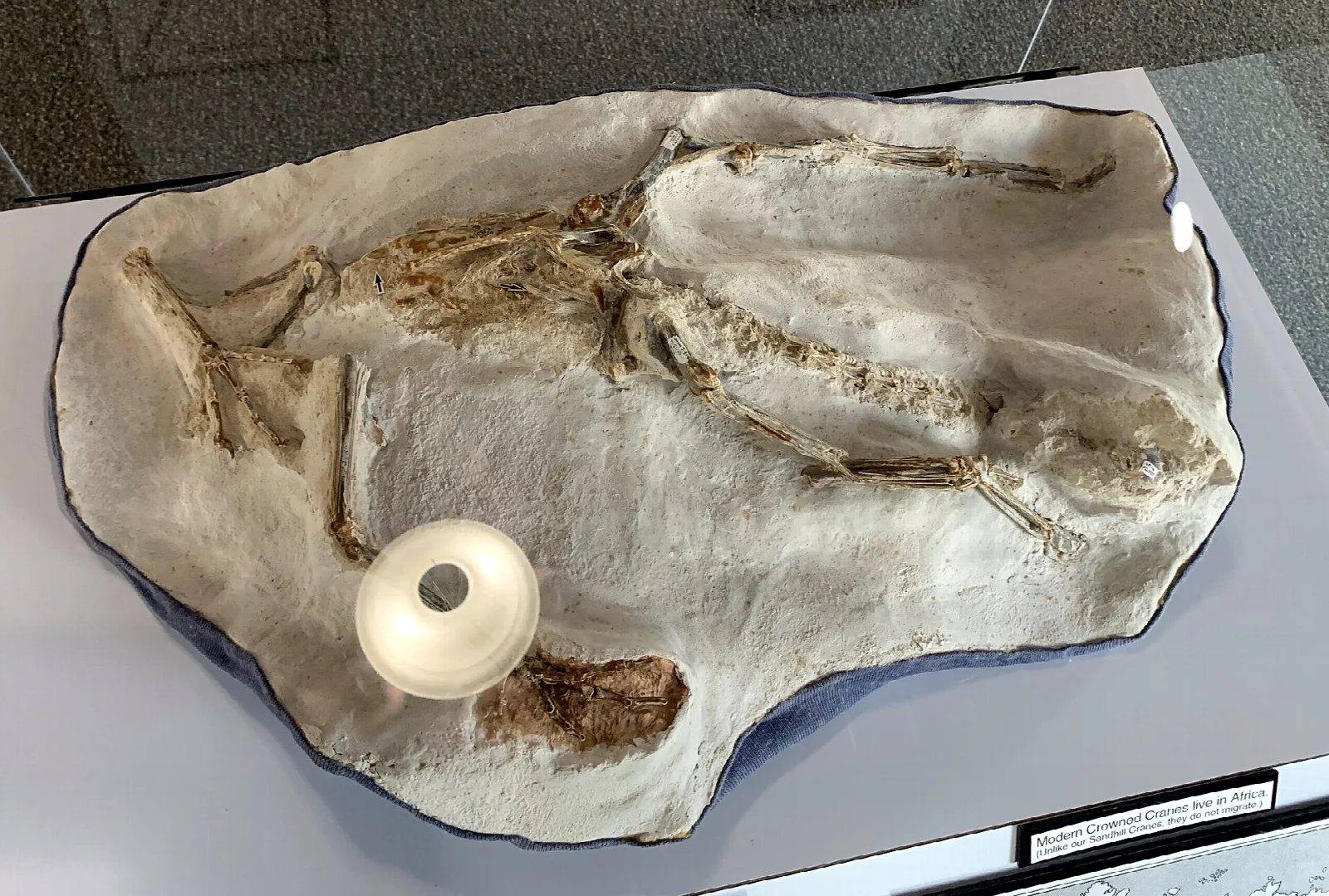 Fossil skeleton of a crowned crane in a plaster block on a display table