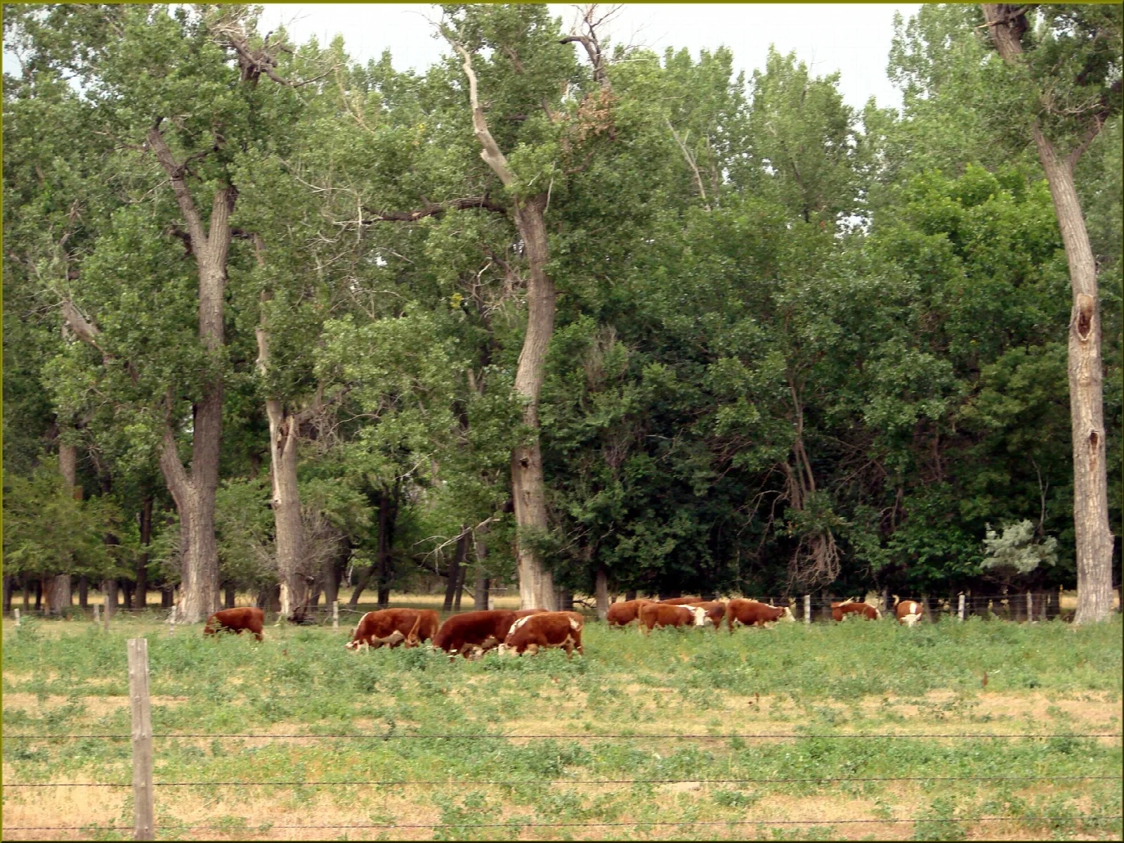 Cattle grazing in a pasture beside a stand of trees