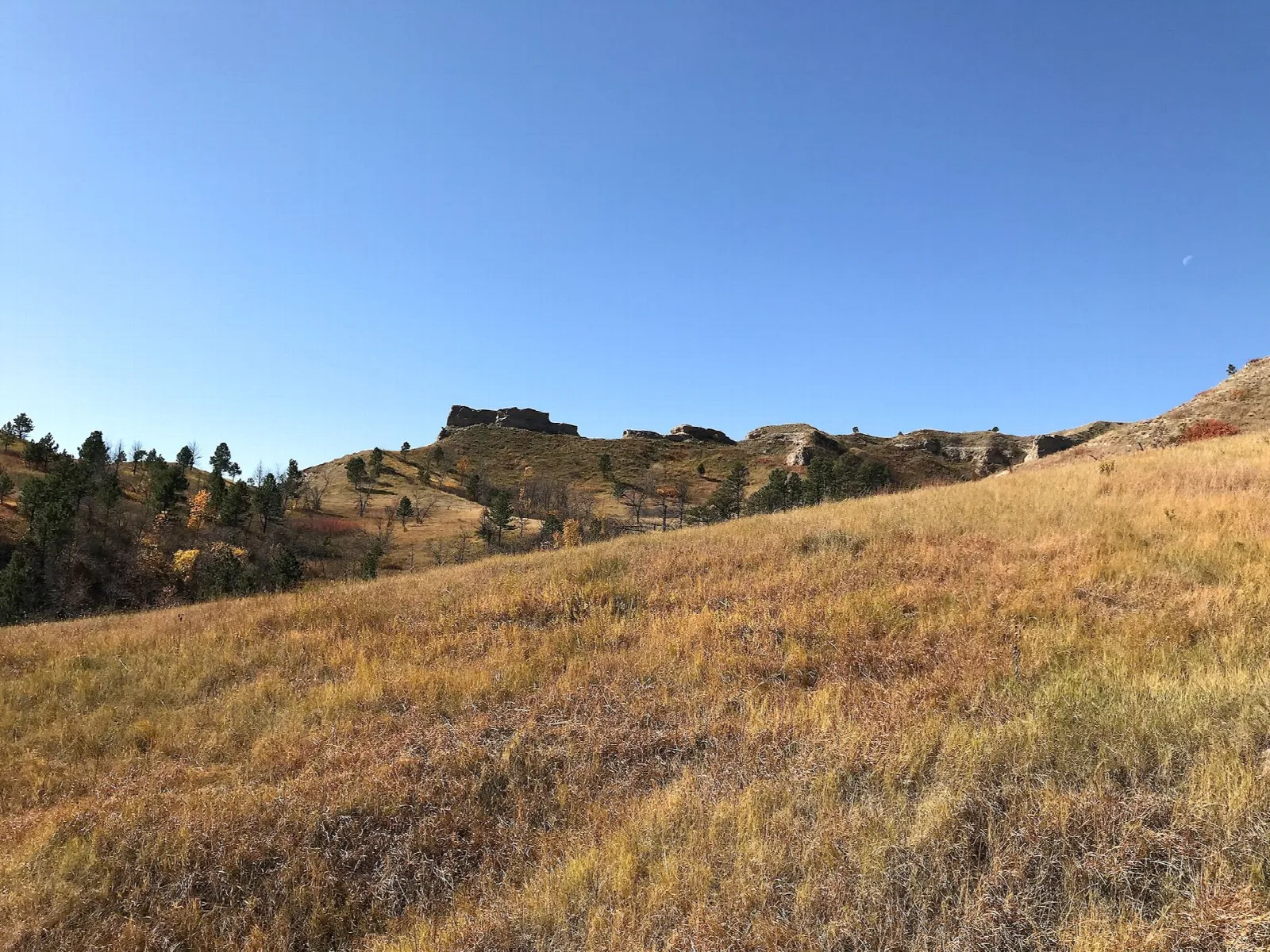 Grassy hillside below a ridge of buttes and pines under a clear blue sky