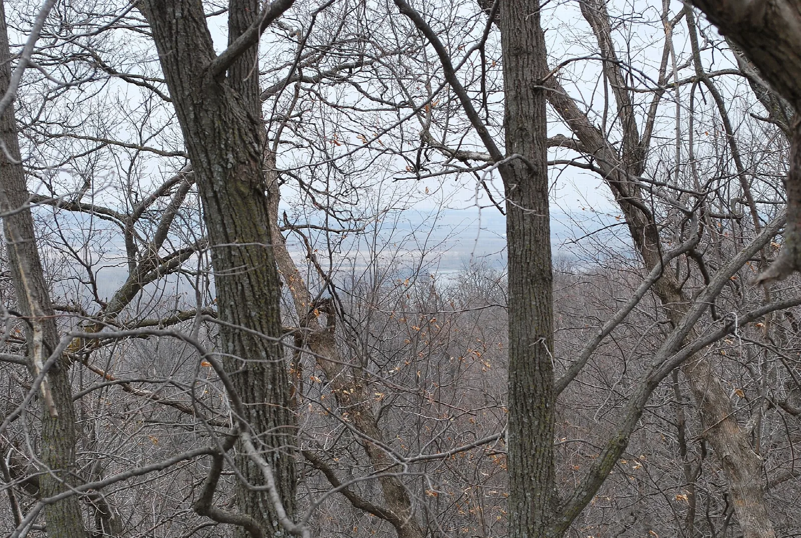 Bare hardwood trees on a hillside with a view out over the valley
