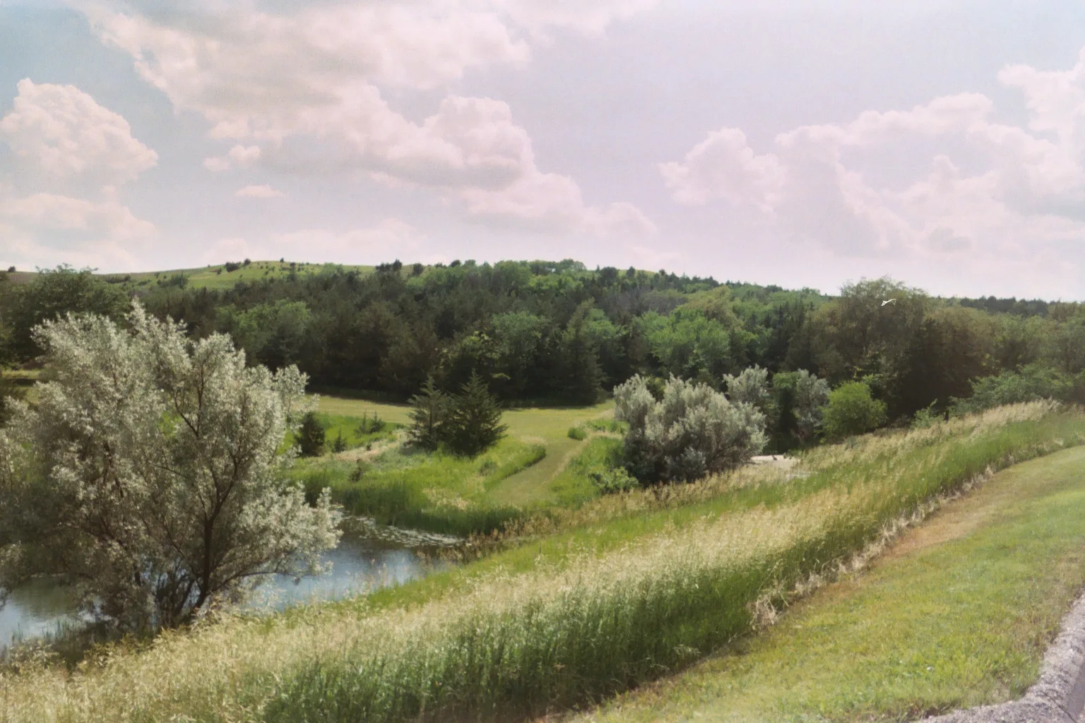 Green grassy bank with shrubs and a pond beside it
