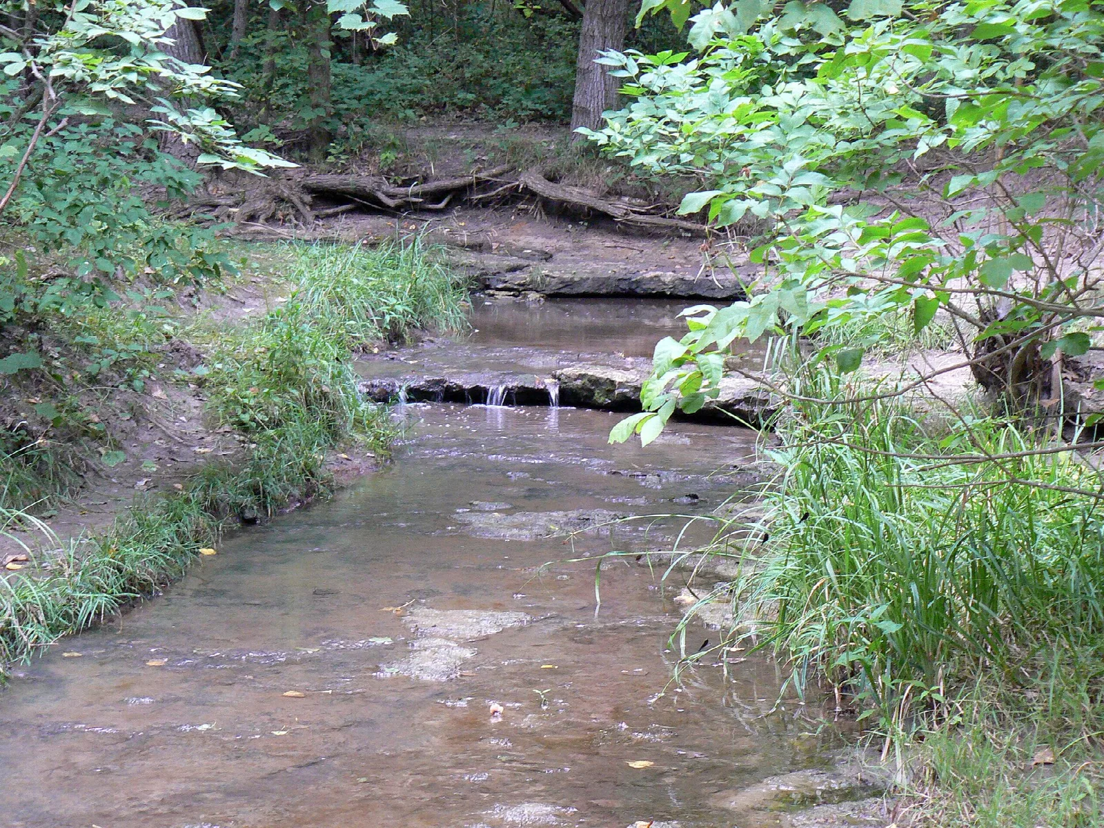Shallow creek running over flat rock between green leafy banks