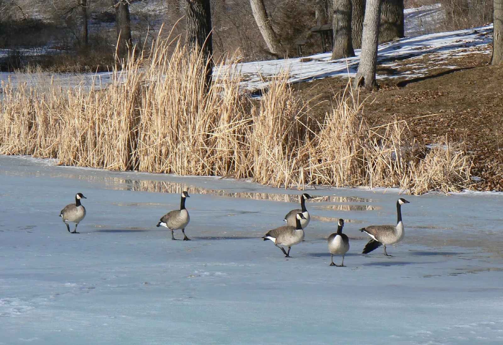 Canada geese standing on a frozen lake beside dry reeds