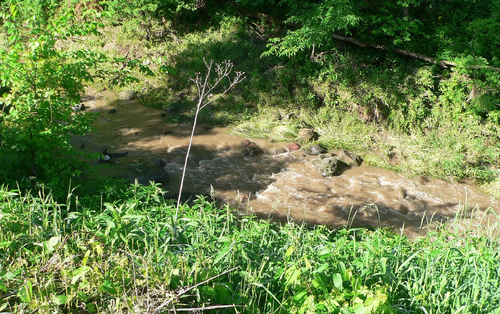 Shallow creek running over rocks among green plants