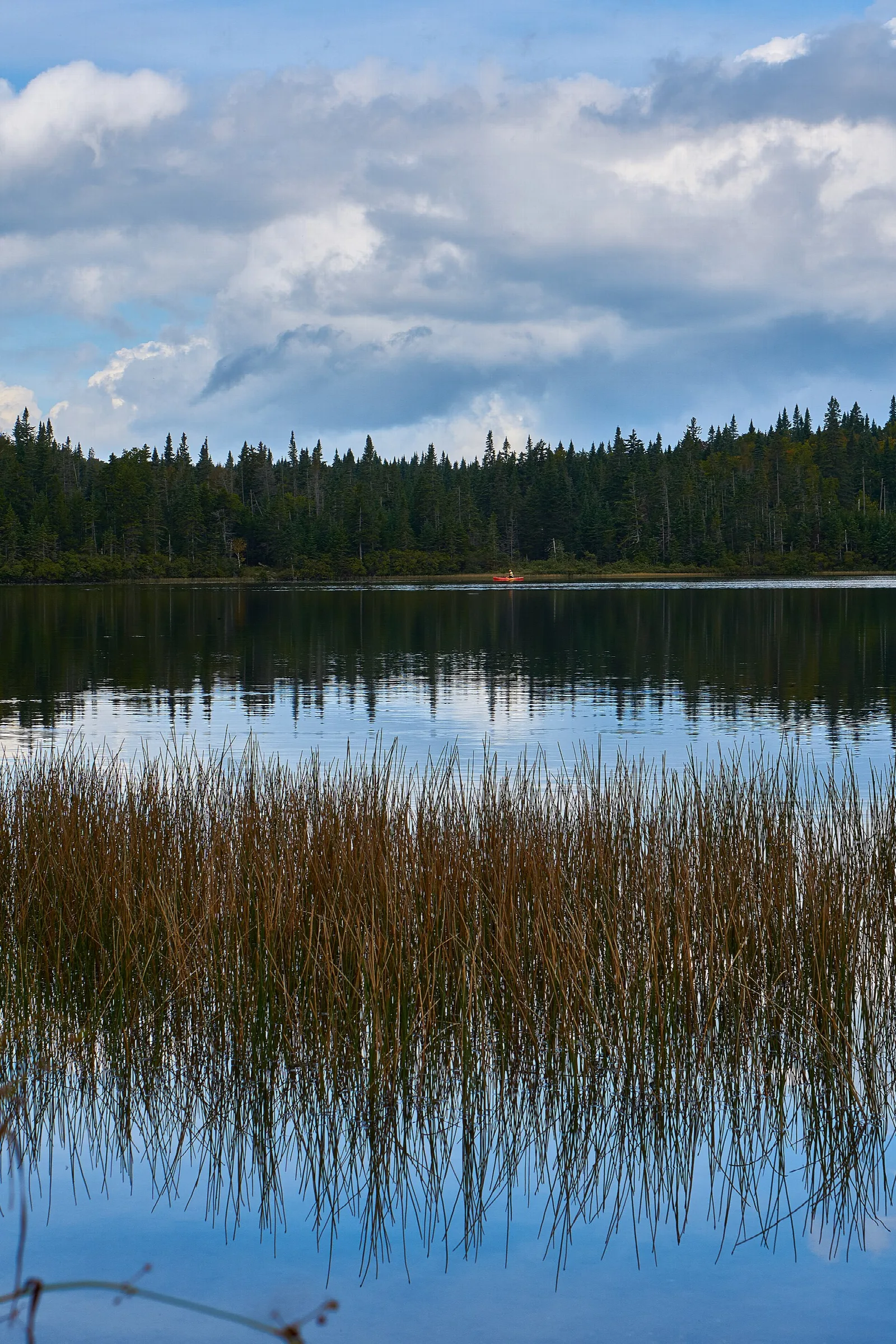 Still lake with reeds in the foreground and a dark evergreen shoreline under cloudy sky