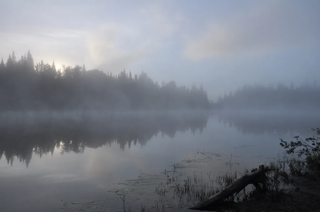Misty river shore at dawn with a fallen log and dark spruce trees across the water