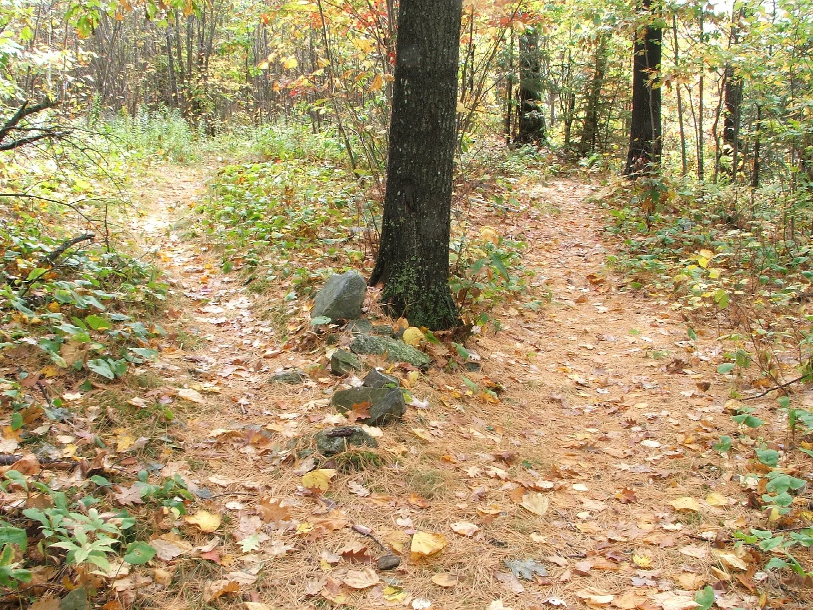 Dirt trail through woods covered in fallen leaves