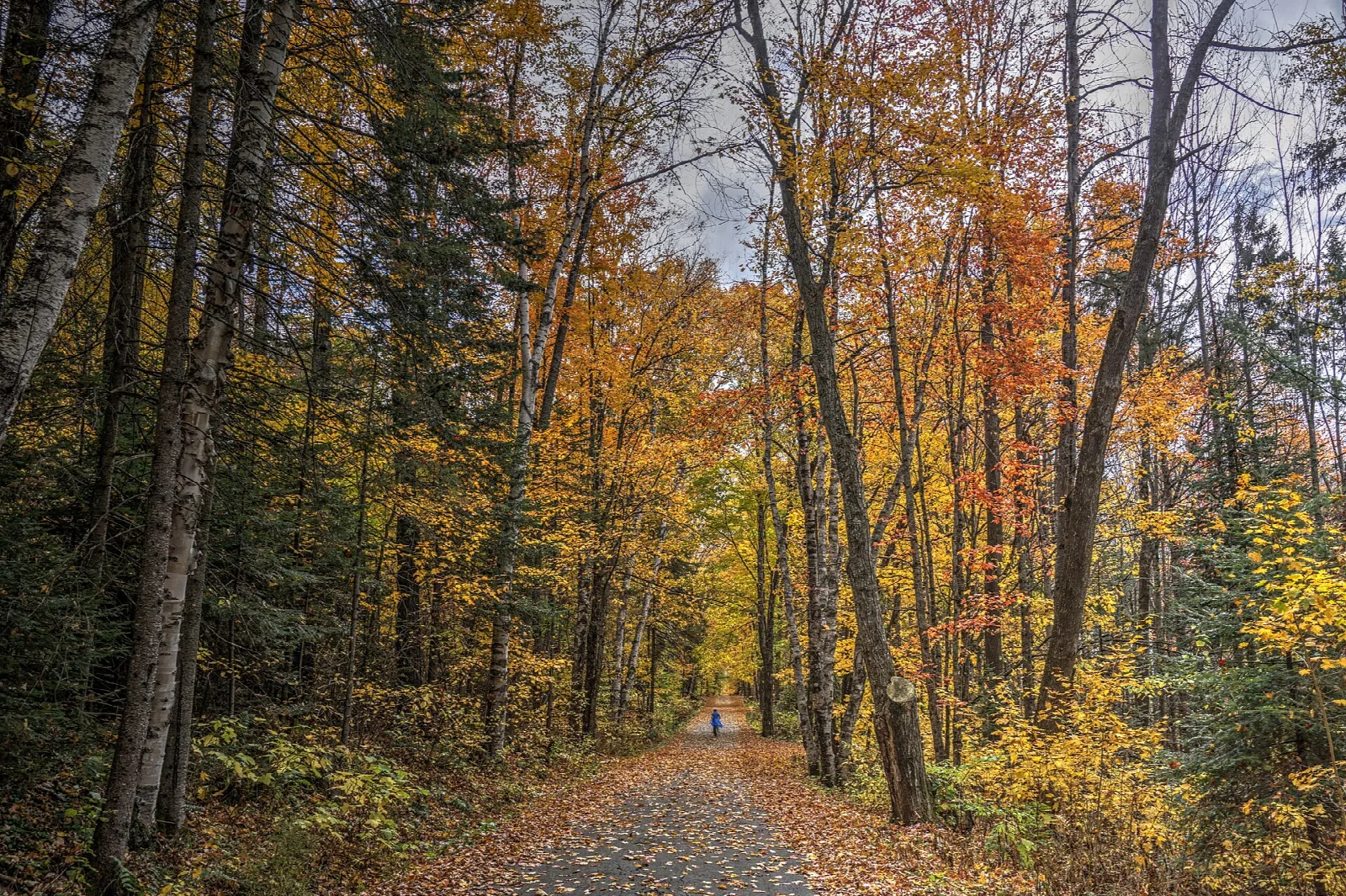Gravel road through autumn forest with yellow and orange leaves