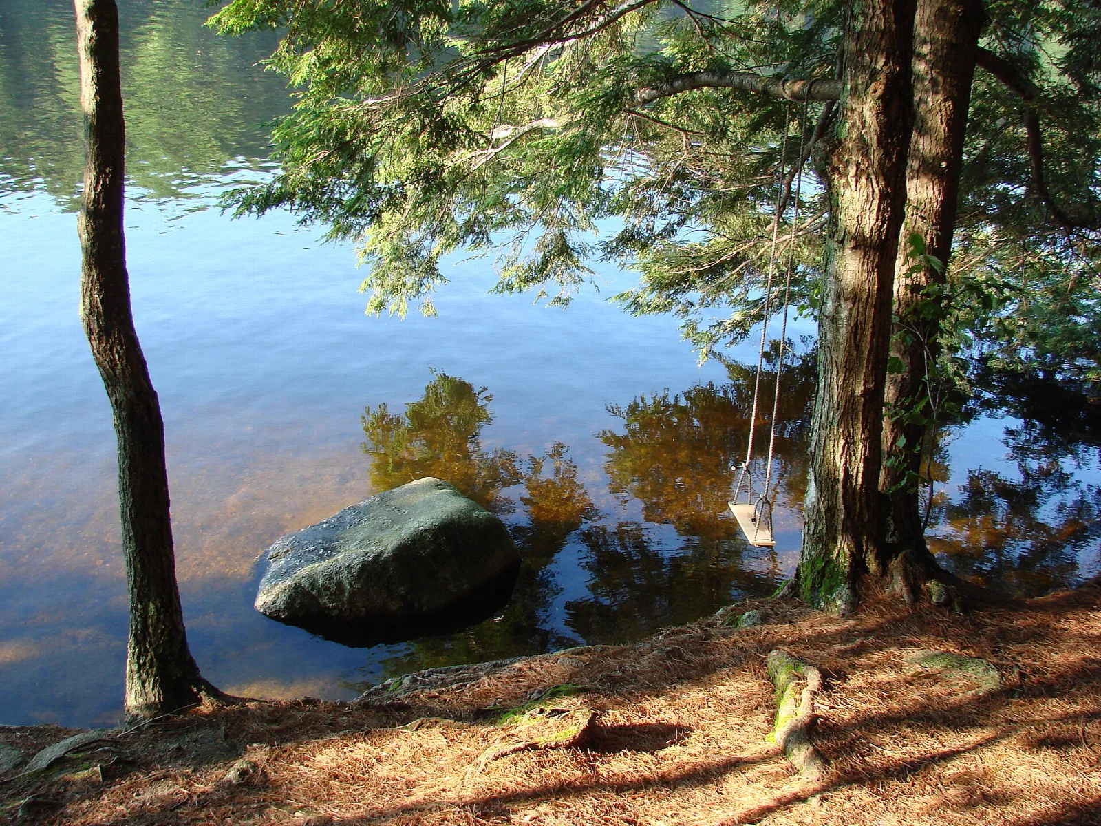 Lake edge framed by tree trunks and rocks at a lakeside campsite