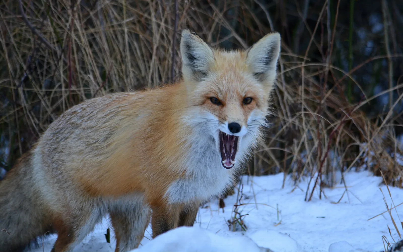 Red fox standing in snow beside dry reeds