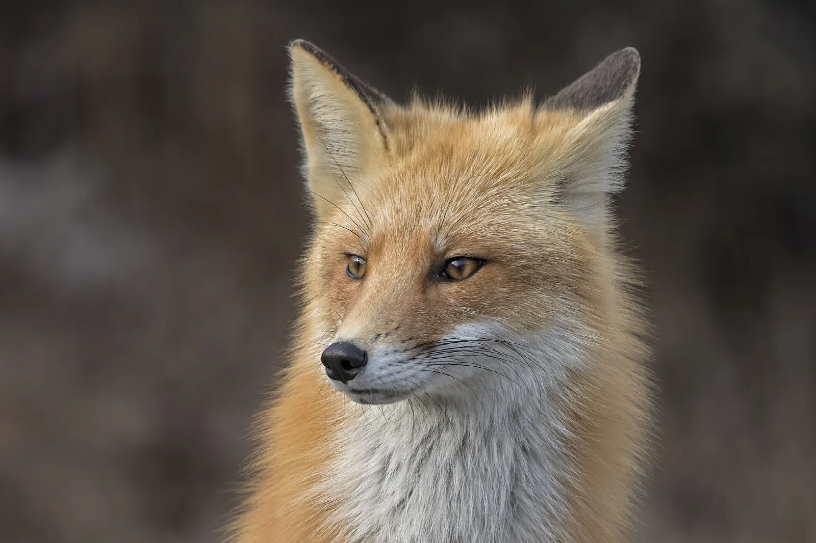 Close portrait of a red fox against a soft brown background