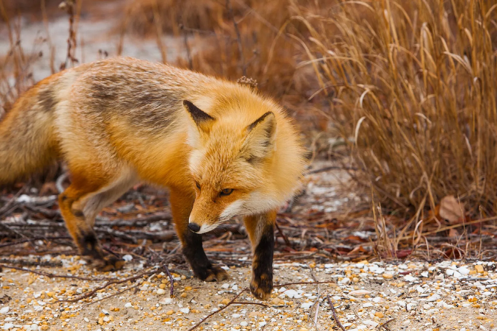 Red fox walking over shells beside tall dry grass