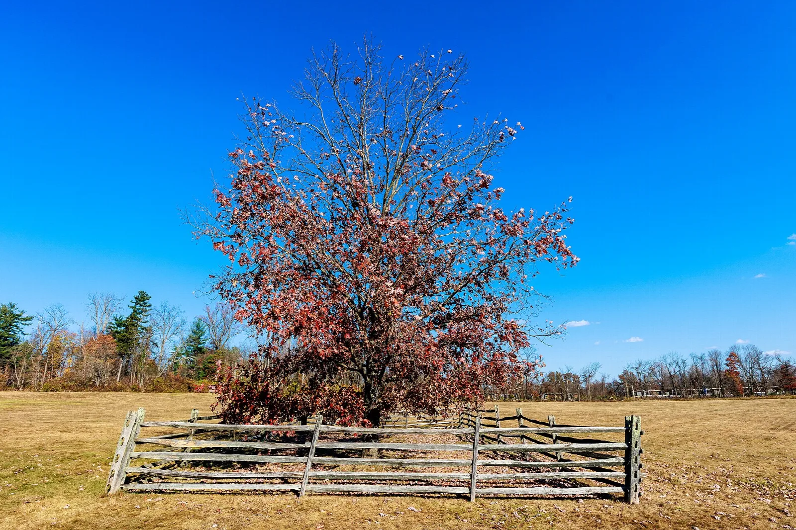 Lone oak with red leaves inside a split-rail fence on open grass