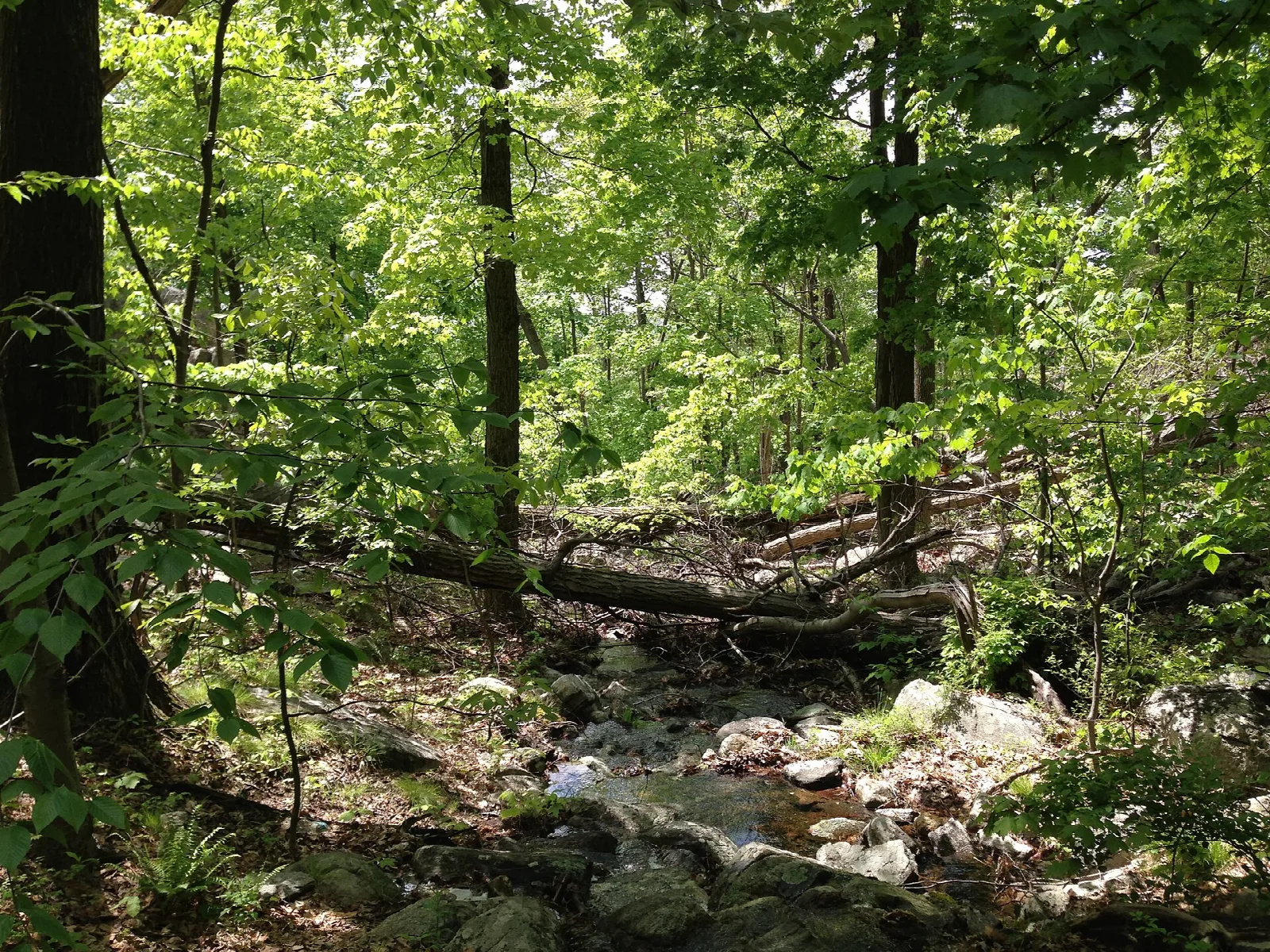 Ramapo Mountain State Forest