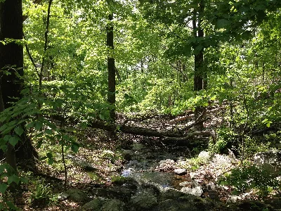 Ramapo Mountain State Forest