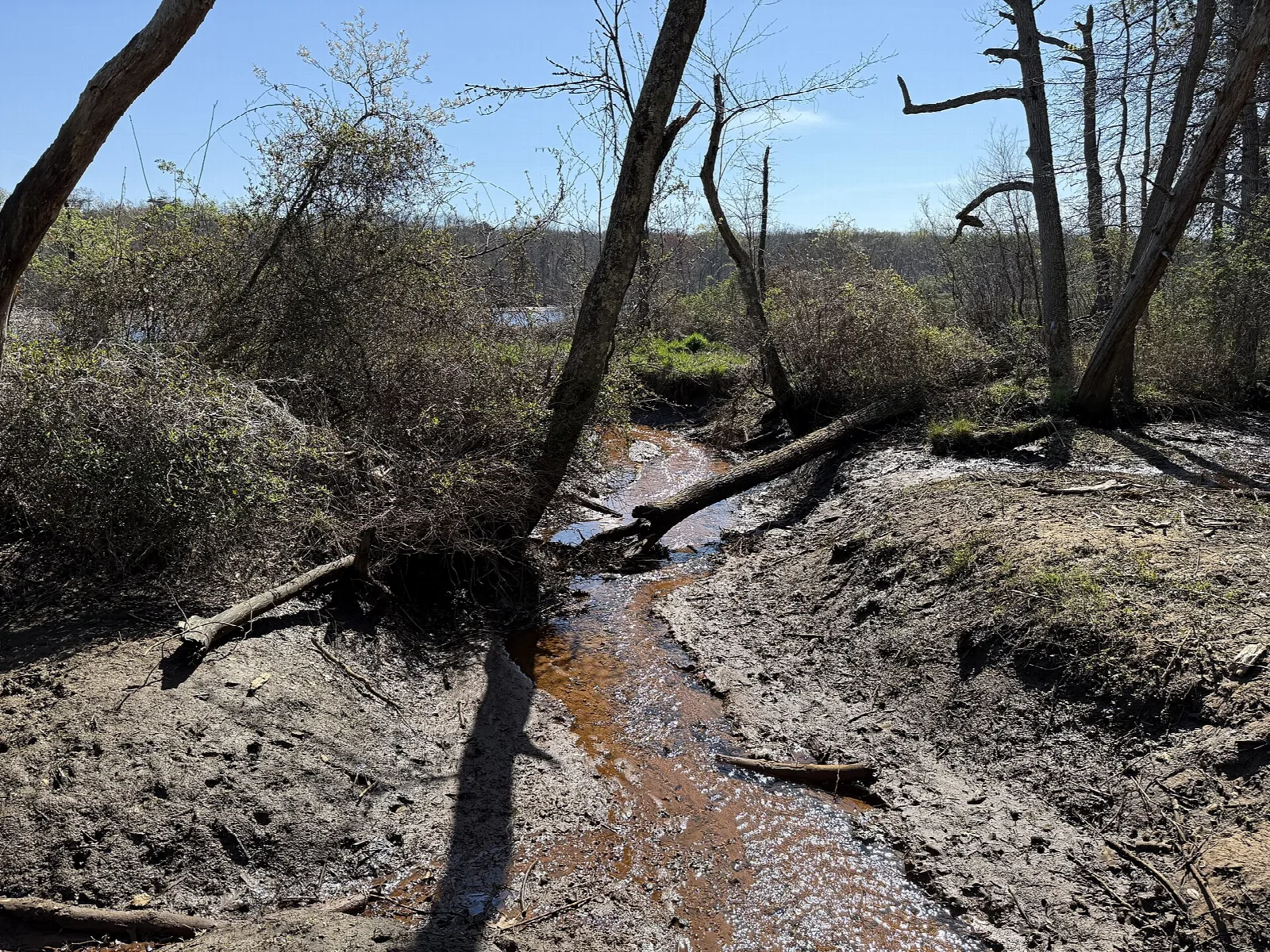 Small muddy creek winding through bare trees and brush