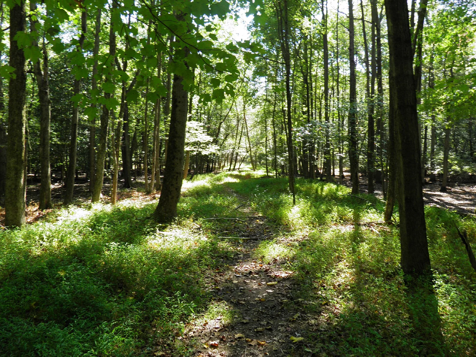 Sunlit green woods along a dirt trail