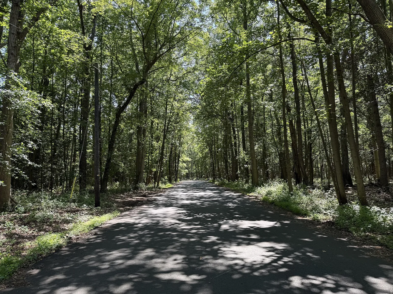 Paved path running through tall green trees