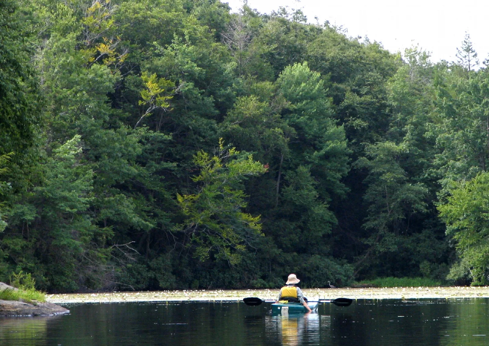 Kayaker on calm water below a steep green wooded bank