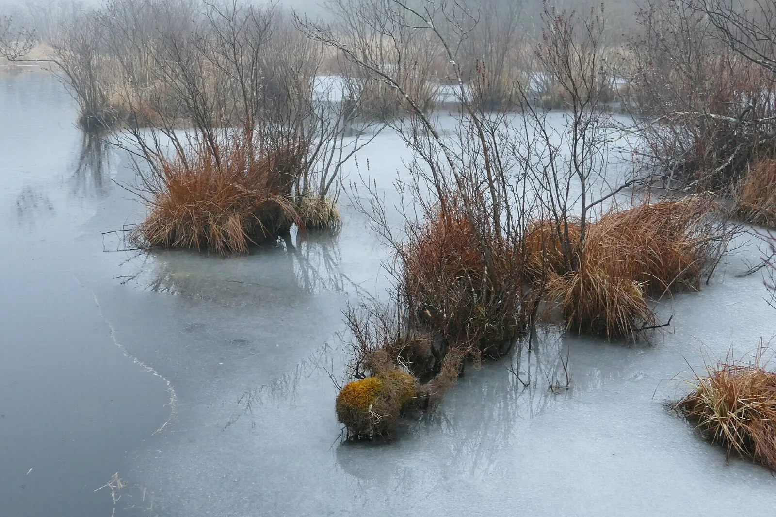 Frozen water with clumps of grass and bare shrubs