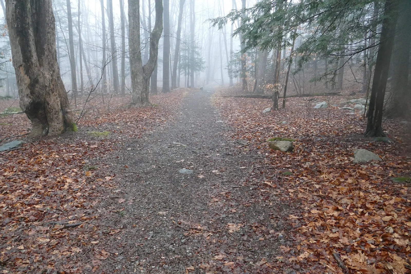 Leaf-covered trail through bare woods in fog
