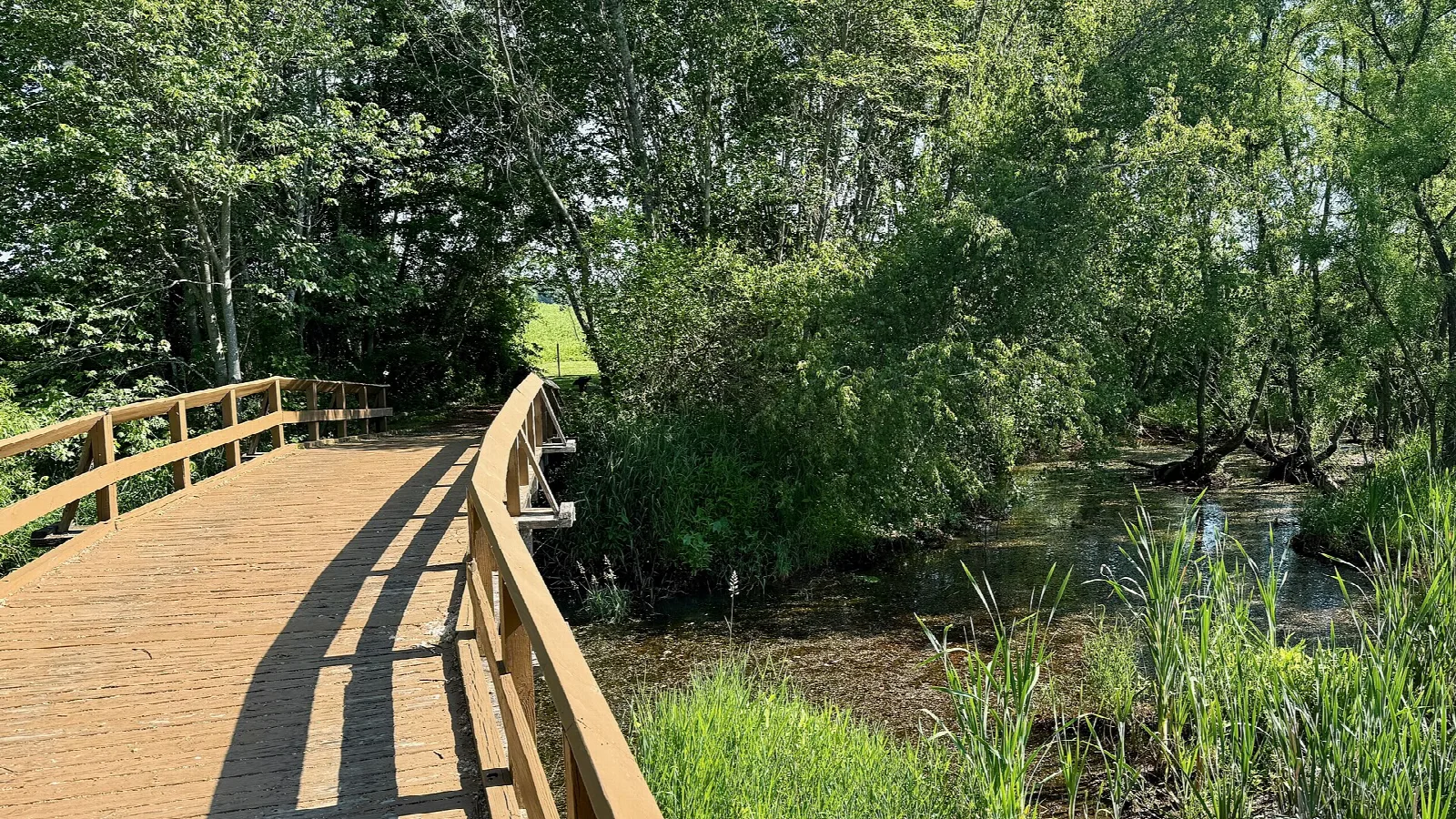 Wooden footbridge over a brook among green trees