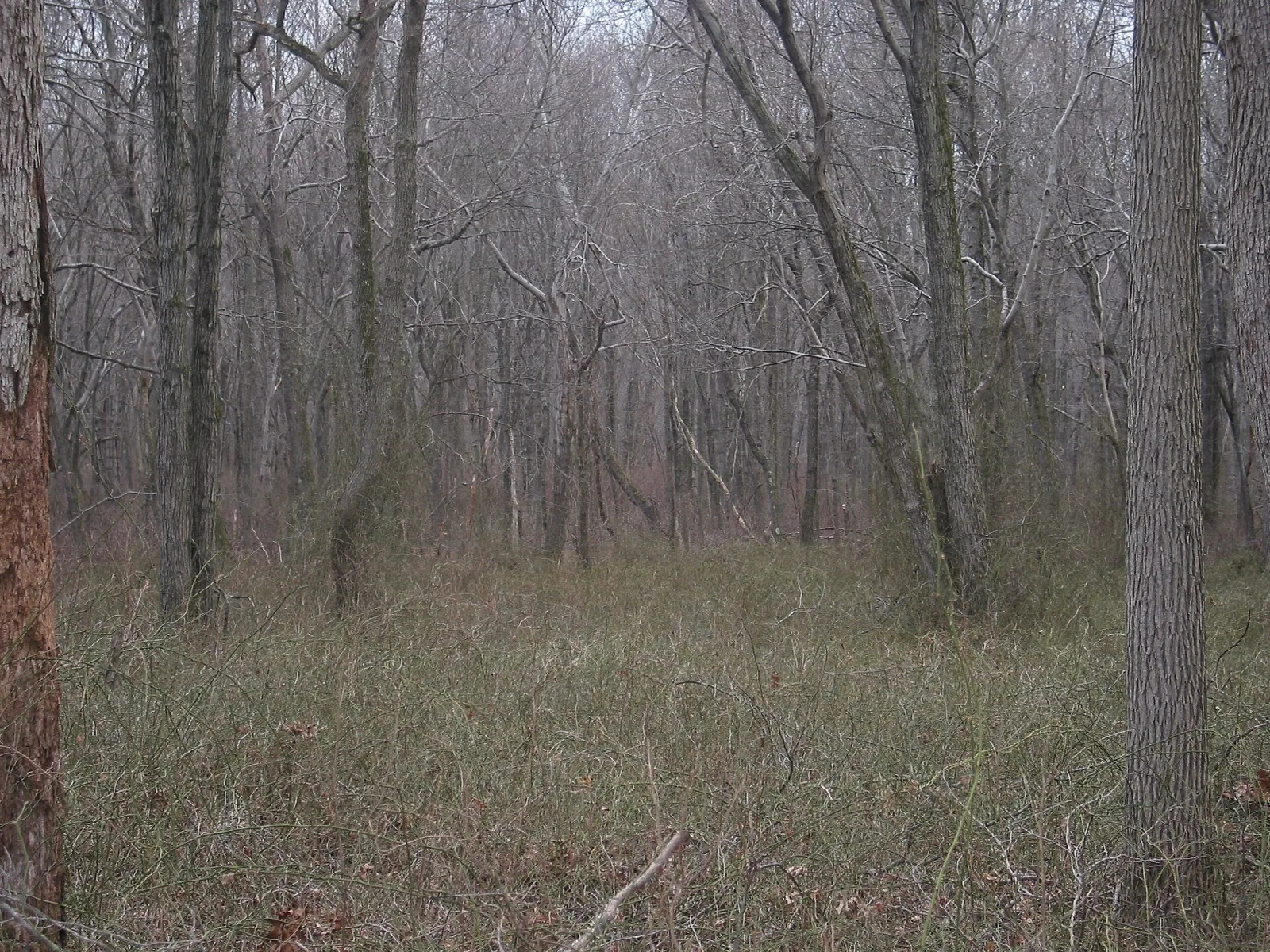 Bare winter woods with grass on the forest floor