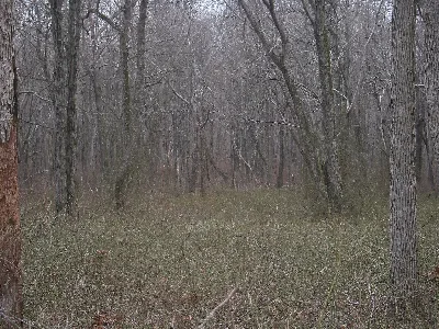 Pigeon Swamp State Park