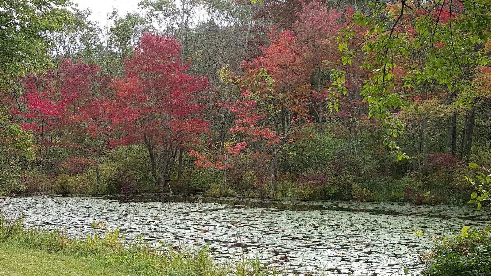 Red fall trees beside a pond covered in lily pads