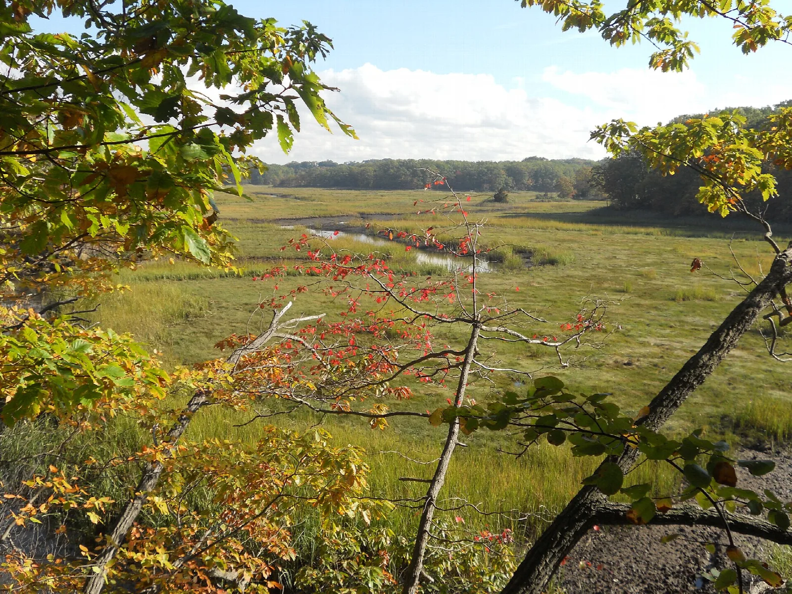 Salt marsh with a winding creek and autumn foliage