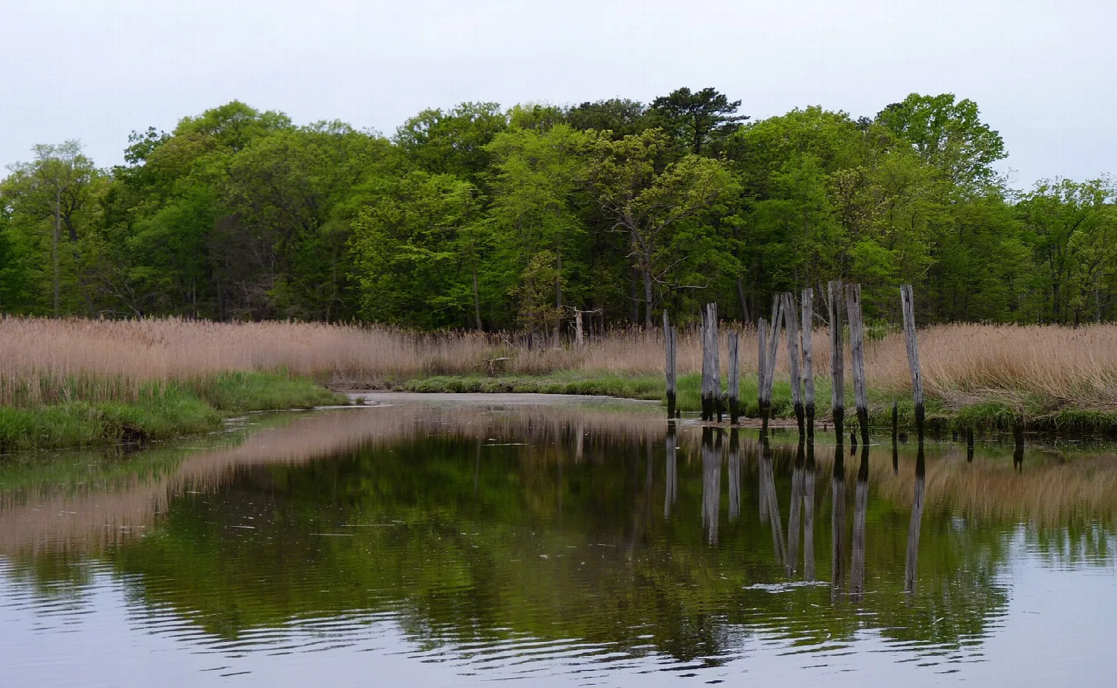 Still creek with marsh reeds and green trees behind