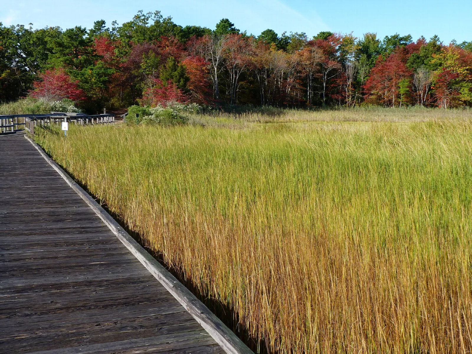 Wooden boardwalk crossing golden salt marsh grass
