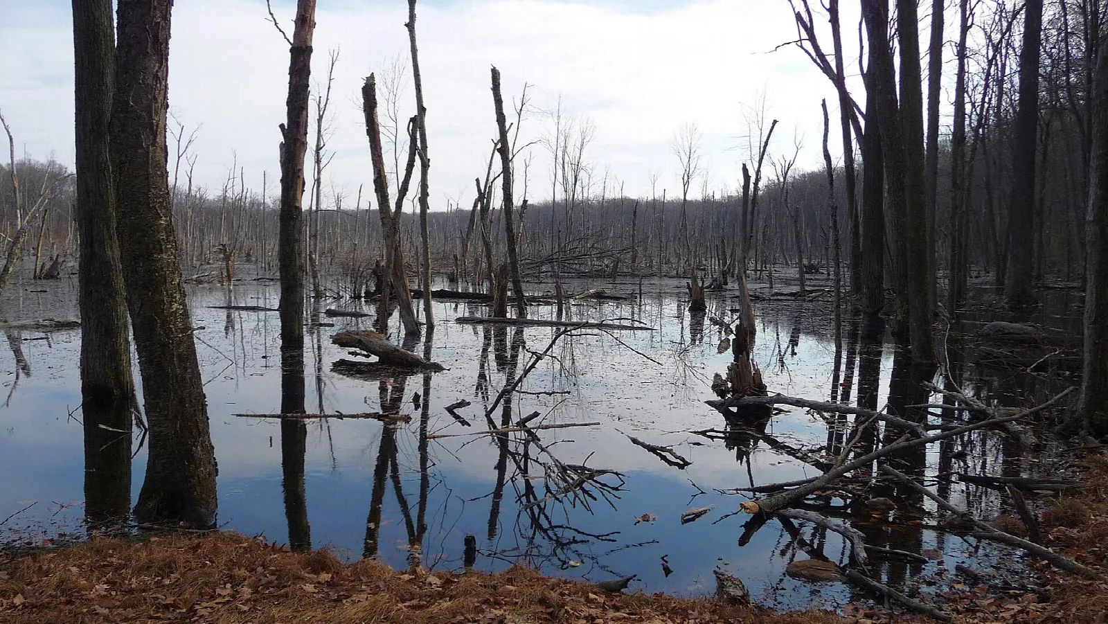 Standing water with bare dead trees in a swamp