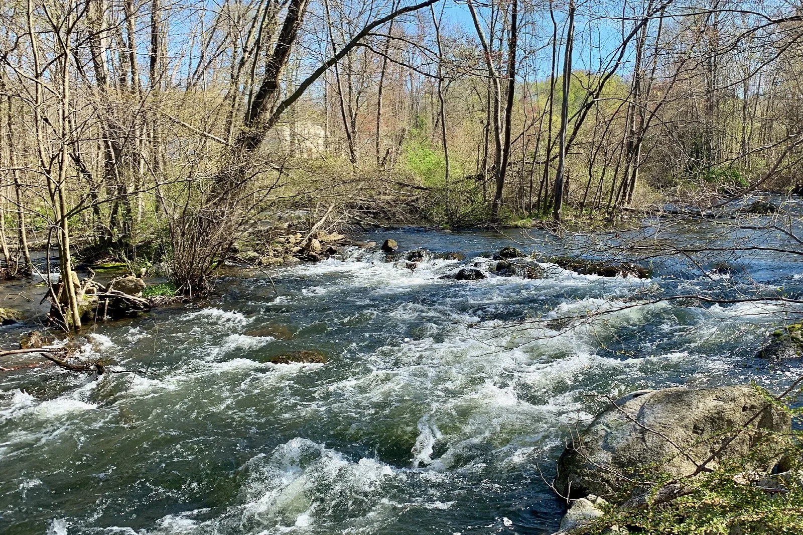 White-water rapids on a river between bare trees