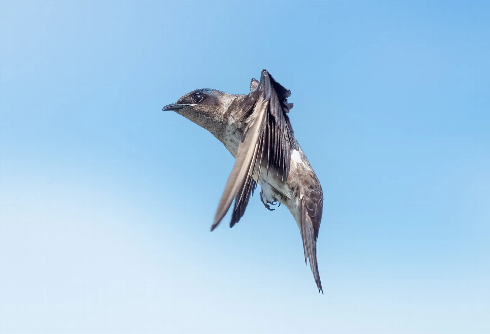 Purple martin in flight against a pale blue sky