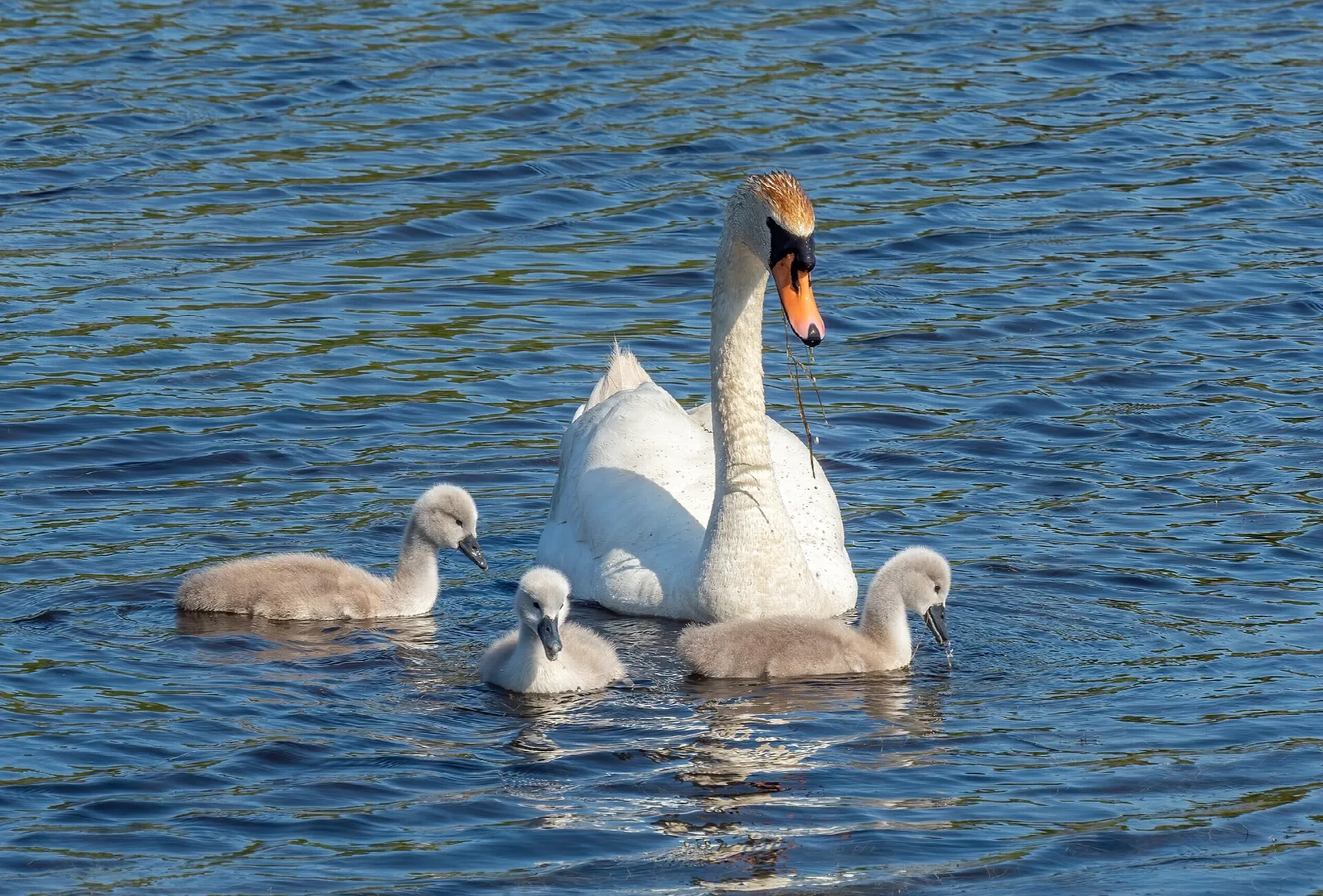 Mute swan with three cygnets on blue water