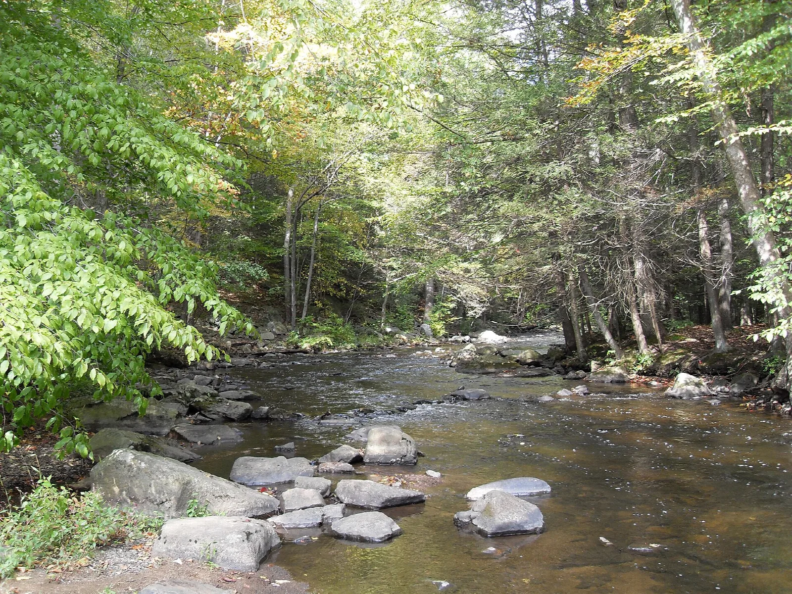 Shallow stream with stepping stones and green trees