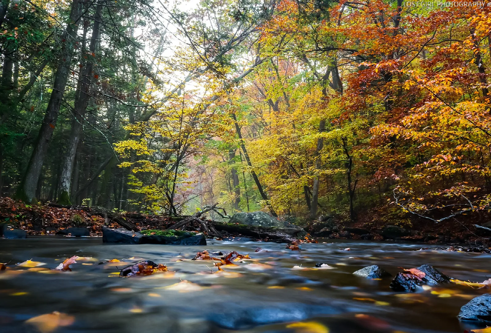 Rocky stream in a forest with colorful fall leaves