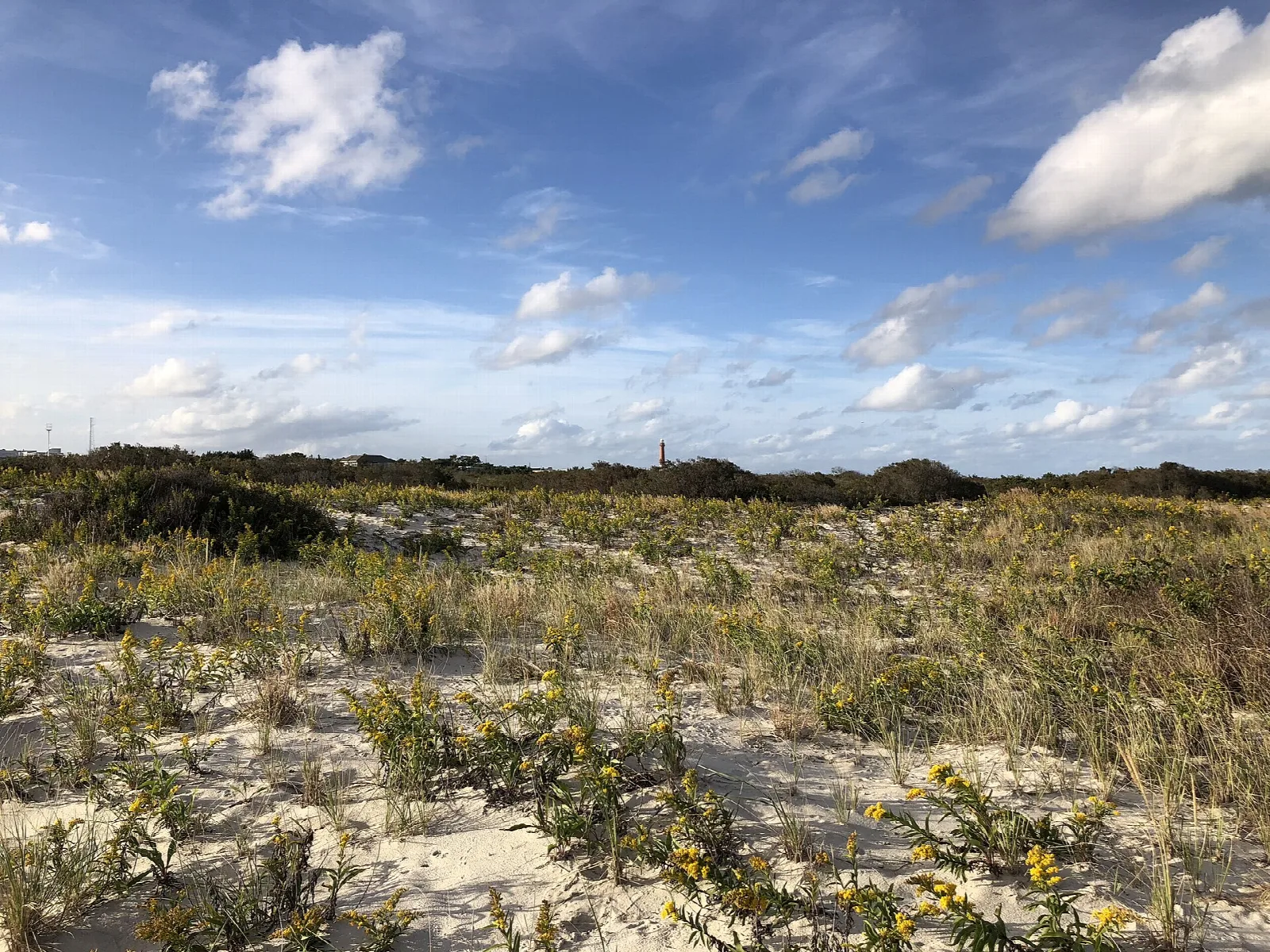 Dune grass and sand under a blue sky with clouds