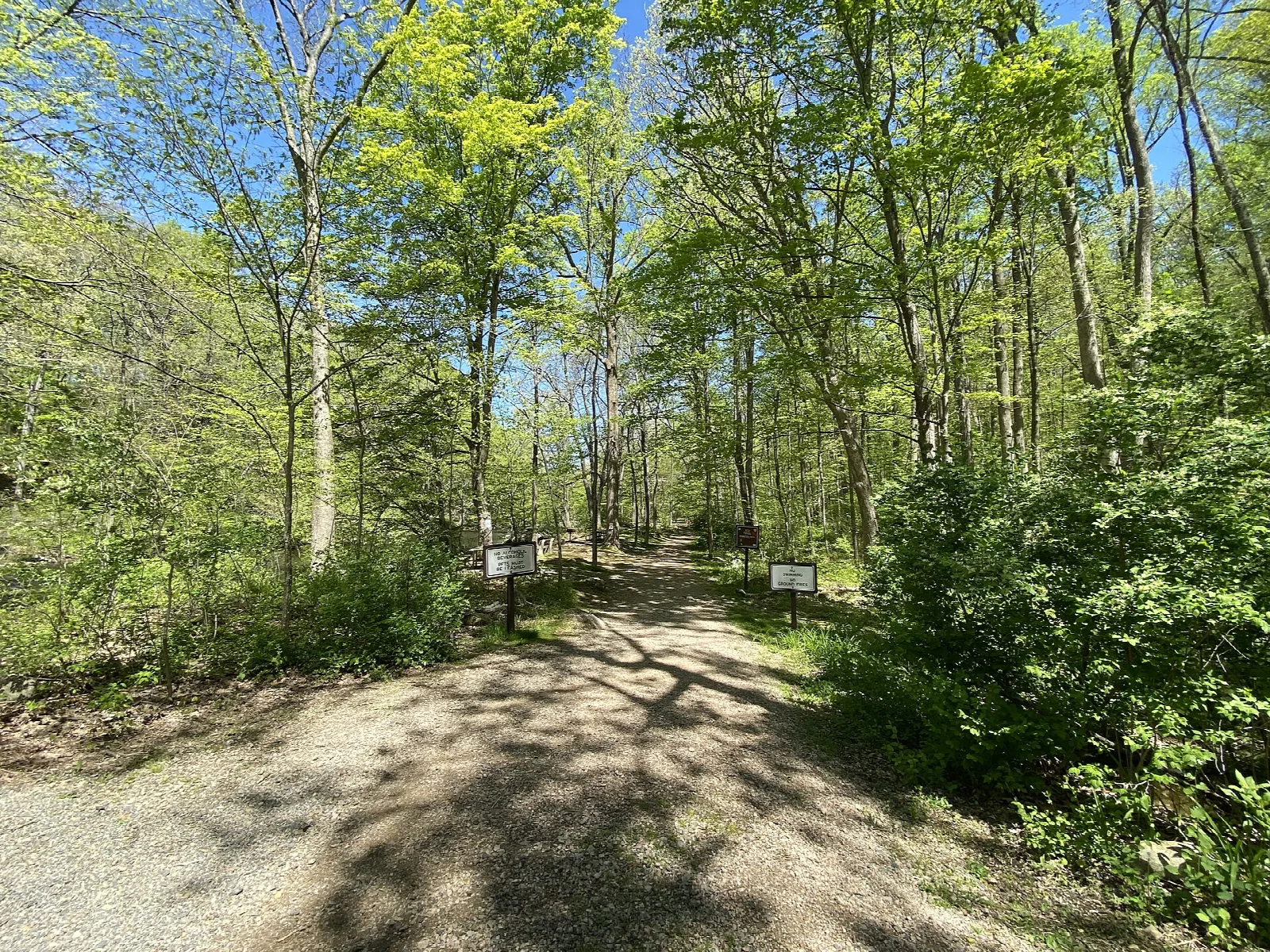 Gravel trail through leafy green woods