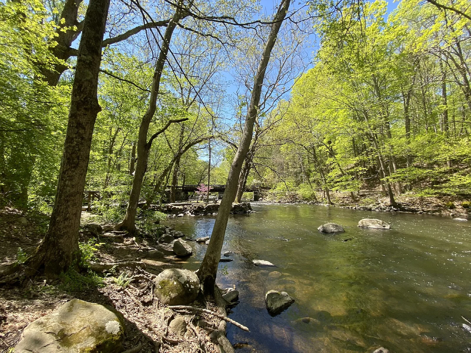 Rocky stream running through green spring woods
