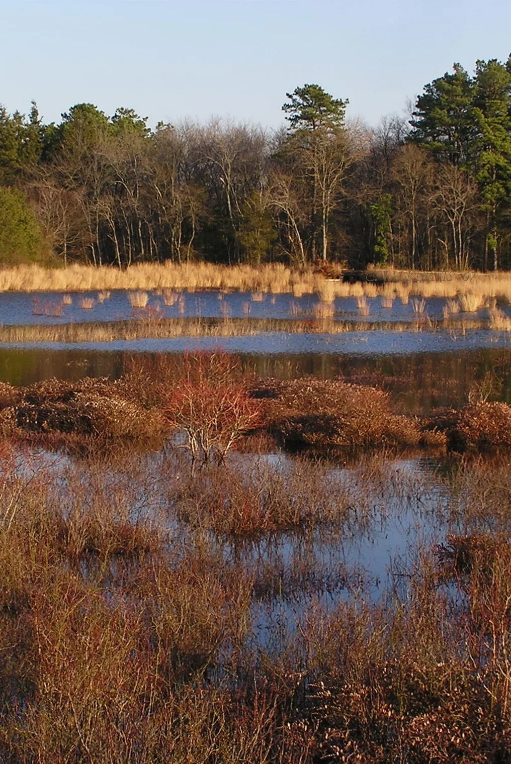 Cranberry bog with rust-colored grasses and open water