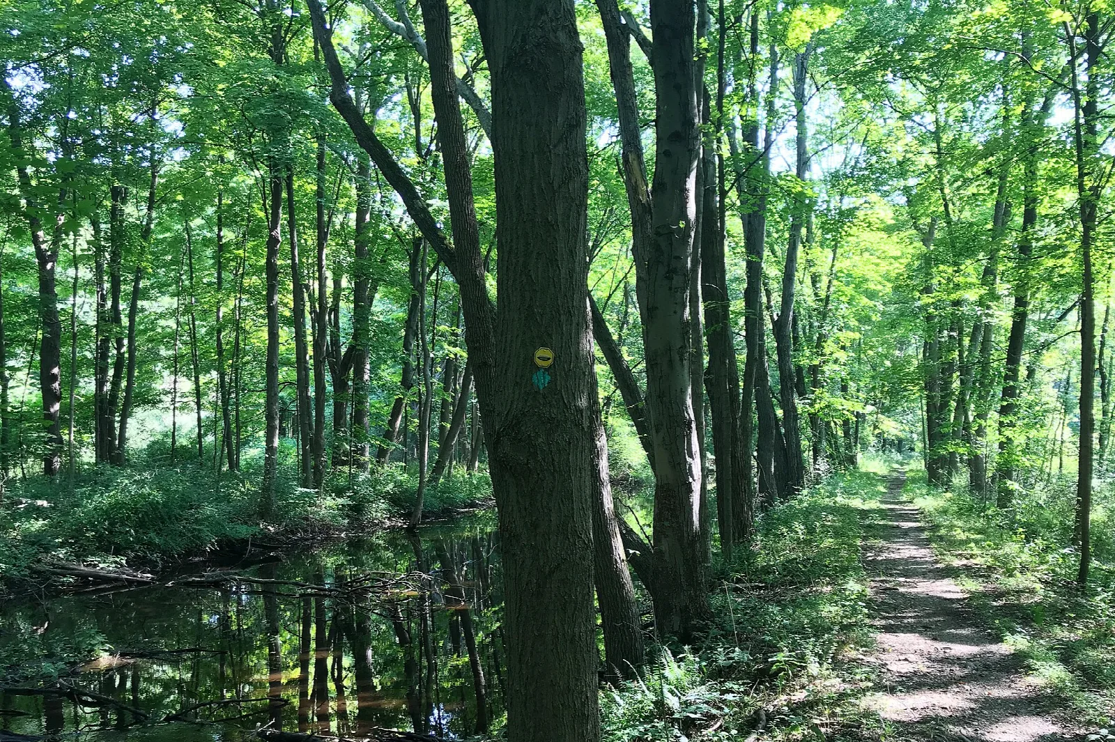Shaded woodland path beside still water