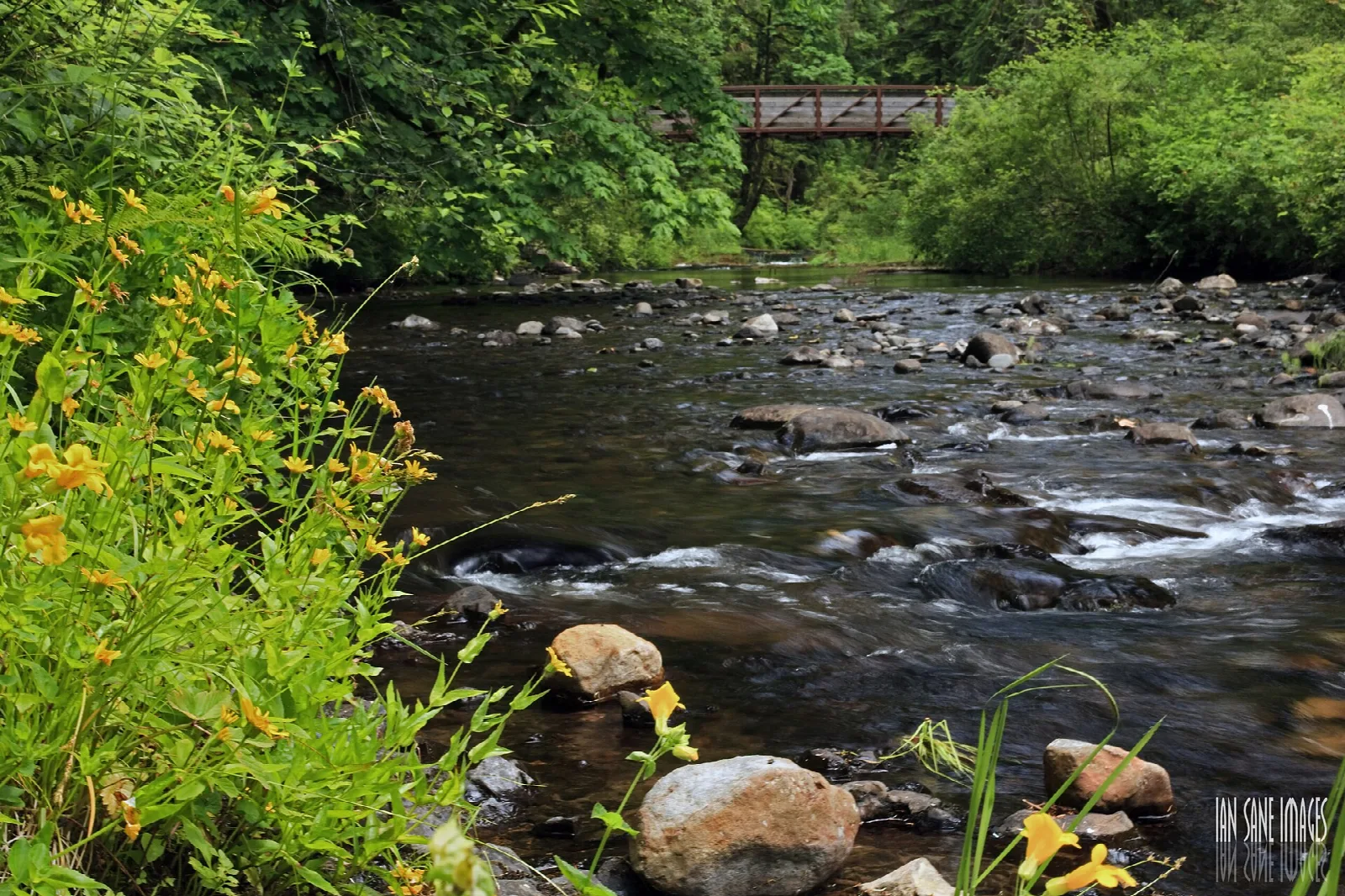Rocky creek with yellow flowers and a footbridge beyond