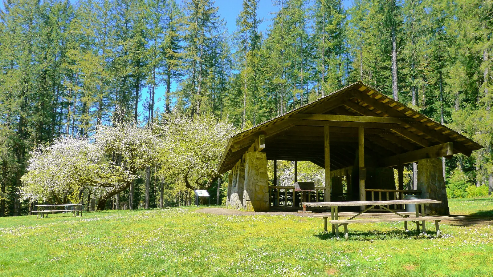 Open picnic shelter on a lawn beside blooming apple trees and tall firs