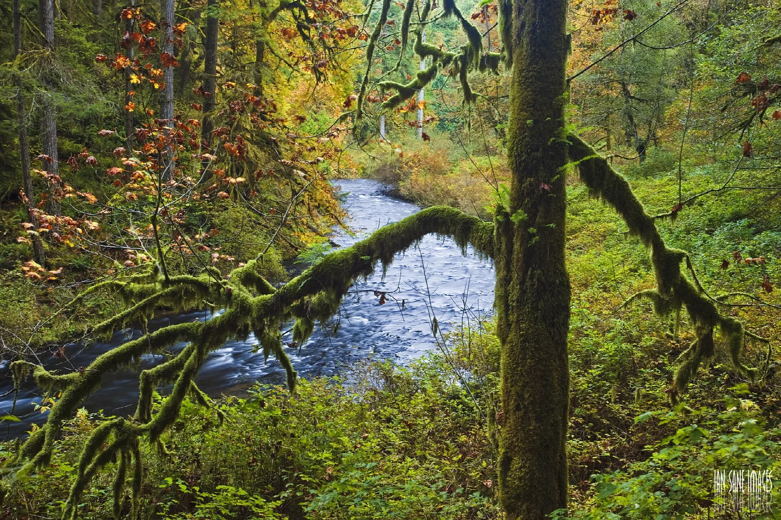 Creek curving beneath a mossy branch in green forest