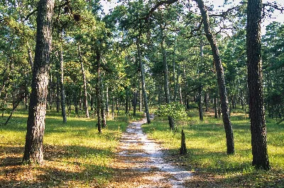 Wharton State Forest