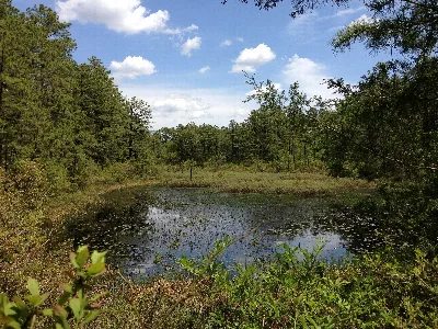Brendan T. Byrne State Forest