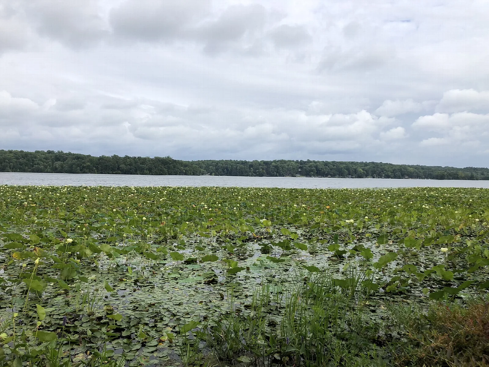 Lake covered with lotus leaves under a cloudy sky